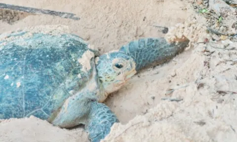 Tôi lần đầu tham gia bảo tồn rùa biển tại Côn Đảo