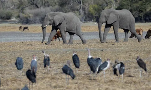 Tranh cãi chuyện săn bắn, Botswana tuyên bố sẵn sàng đưa 20.000 con voi sang Đức